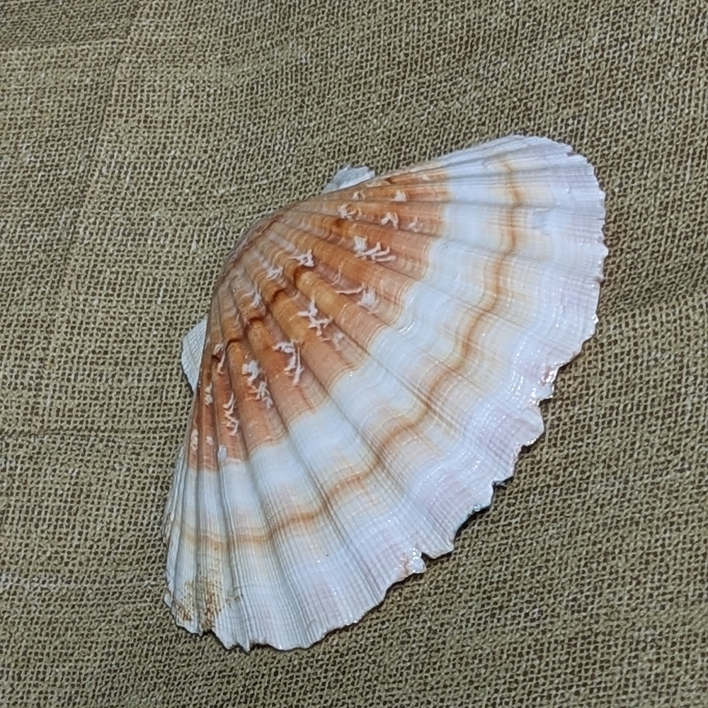 Hand Crafted Decoupaged Scallop Shell Turtle Diving On Natural Background 4.5x4 - Picture 4 of 6